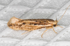 Ypsolopha sp-sw