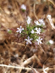 Navarretia tagetina