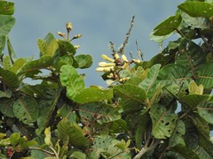Ladenbergia macrocarpa