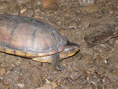 Kinosternon scorpioides
