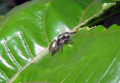 Salticidae