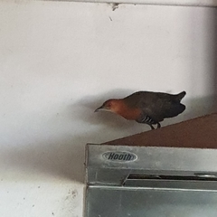 Rallina eurizonoides