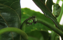 Salticidae