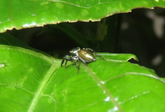 Salticidae