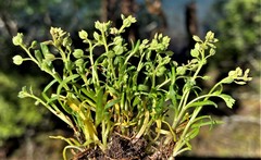 Lepidium oxycarpum