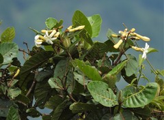 Ladenbergia macrocarpa