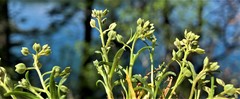 Lepidium oxycarpum