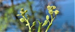 Lepidium oxycarpum