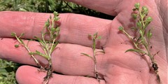 Lepidium oxycarpum
