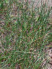 Juncus breweri