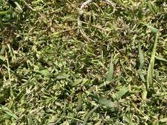 Lepidium oxycarpum
