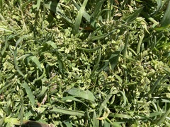 Lepidium oxycarpum