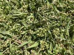 Lepidium oxycarpum