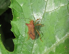 Anasa cornuta