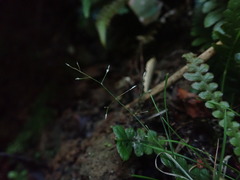 Poa imbecilla