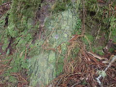 Coenogonium australiense