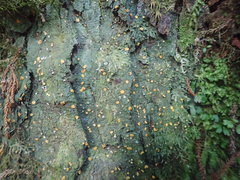 Coenogonium australiense