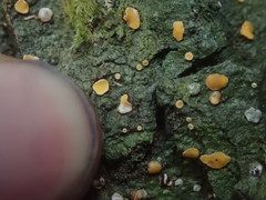 Coenogonium australiense