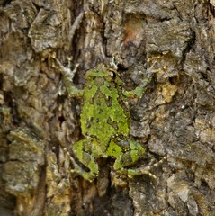 Spiny Rain Frog photo 3