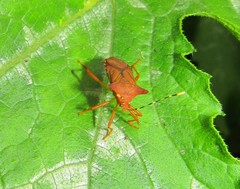 Anasa cornuta