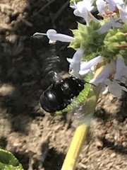 Xylocopa californica