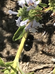 Xylocopa californica