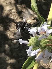 Xylocopa californica