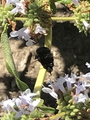Xylocopa californica
