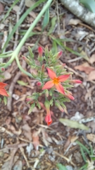 Kalanchoe rotundifolia