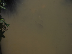 Prochilodus lineatus