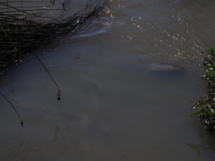 Prochilodus lineatus