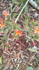 Kalanchoe rotundifolia