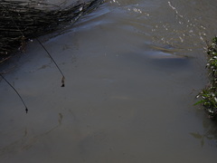 Prochilodus lineatus
