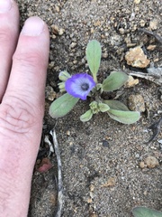 Phacelia curvipes