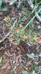 Kalanchoe rotundifolia