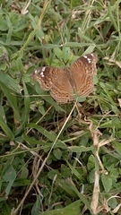 Junonia natalica