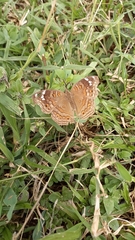 Junonia natalica