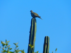 Streptopelia decaocto