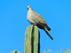 Streptopelia decaocto