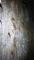 Centruroides suffusus