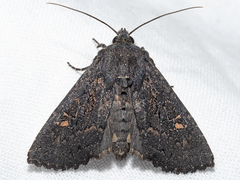 Neumichtis prolifera