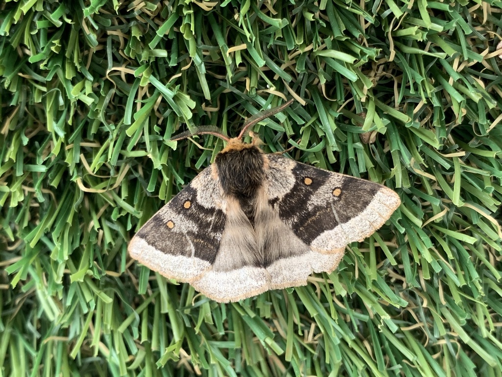 Anthela tetraphrica