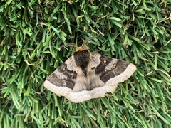 Anthela tetraphrica