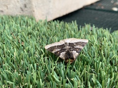 Anthela tetraphrica