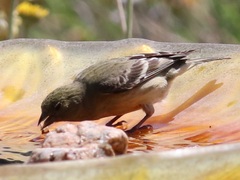 Spinus psaltria