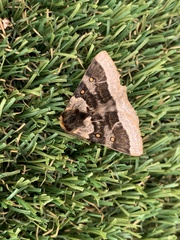 Anthela tetraphrica