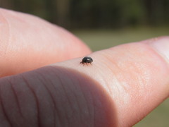 Spermophagus sericeus