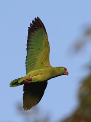 Amazona viridigenalis