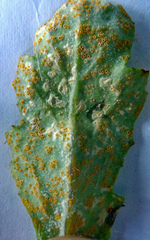 Puccinia lagenophorae image