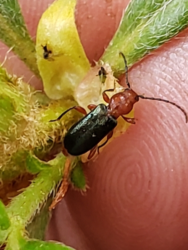 Grape-vine Phymatodes